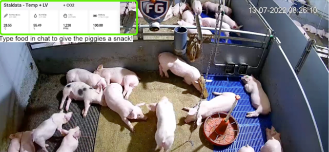 Figure 1. Pig Barn Being Livestreamed in the Netherlands