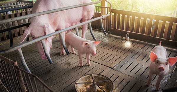 Stal Data Monitors Environmental Conditions and Pig Health With LoRaWAN®